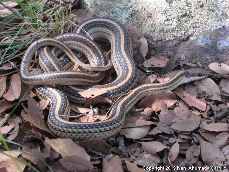 Baird's Patch-nosed Snake (Salvadora bairdi)