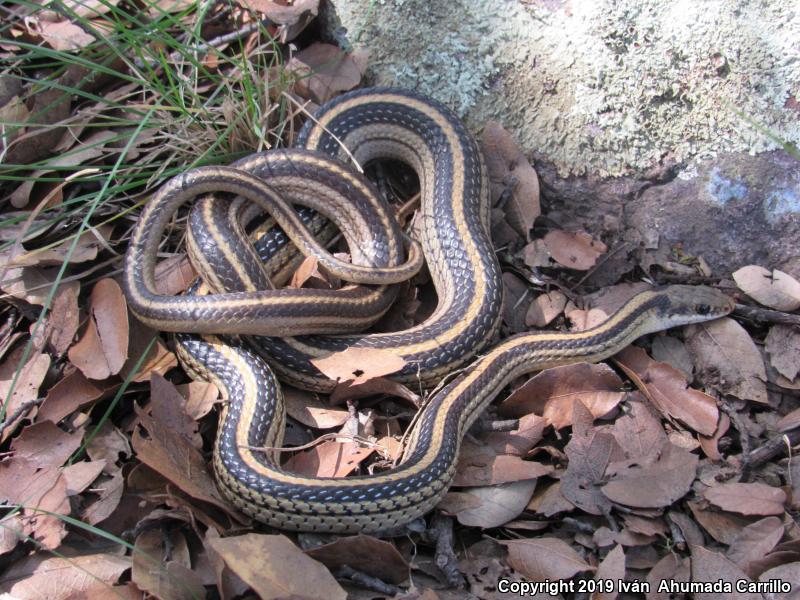 Baird's Patch-nosed Snake (Salvadora bairdi)