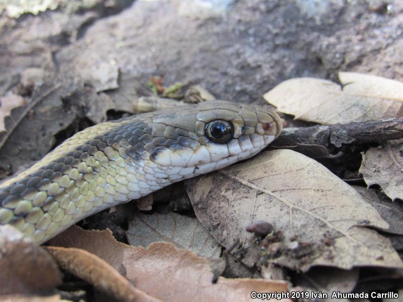 Baird's Patch-nosed Snake (Salvadora bairdi)