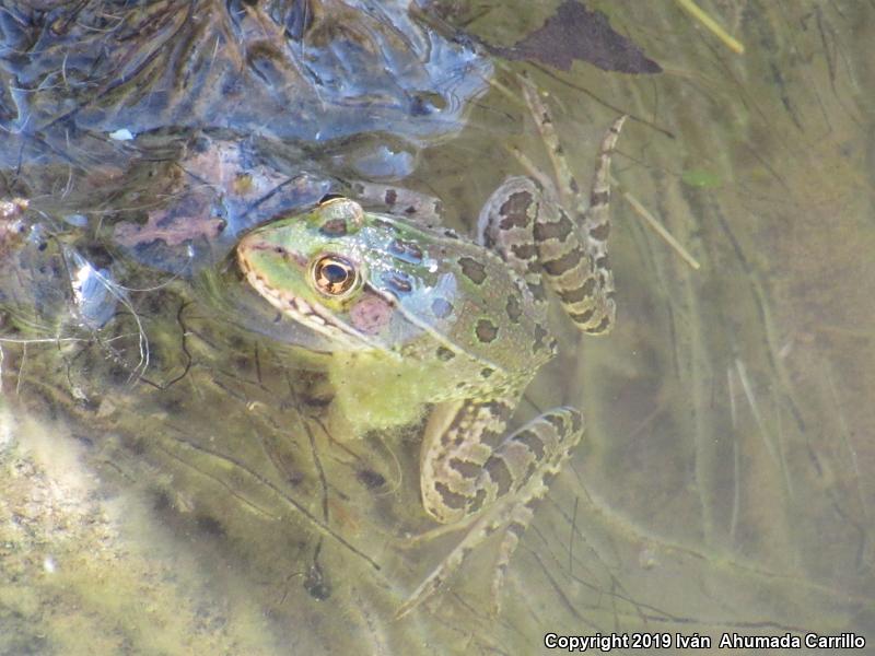 Montezuma Leopard Frog (Lithobates montezumae)