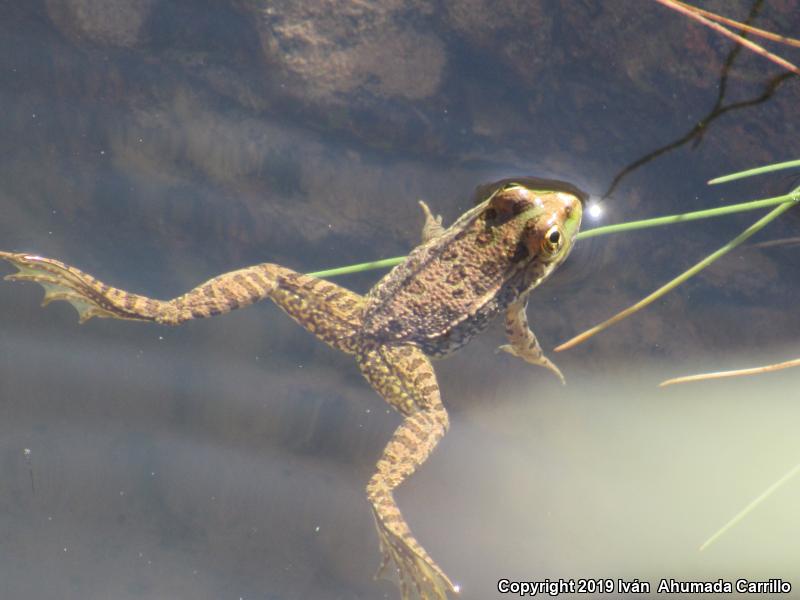 Montezuma Leopard Frog (Lithobates montezumae)