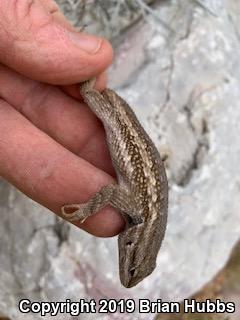 Southwestern Fence Lizard (Sceloporus cowlesi)