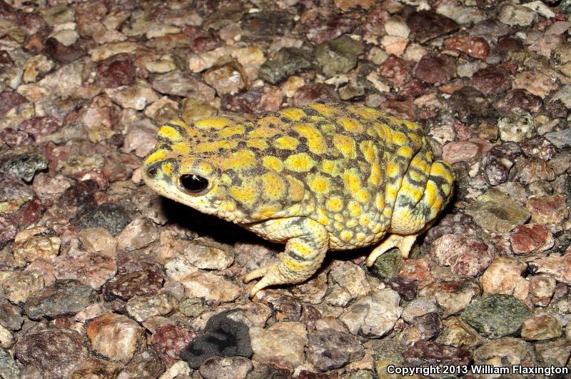 Sonoran Green Toad (Anaxyrus retiformis)