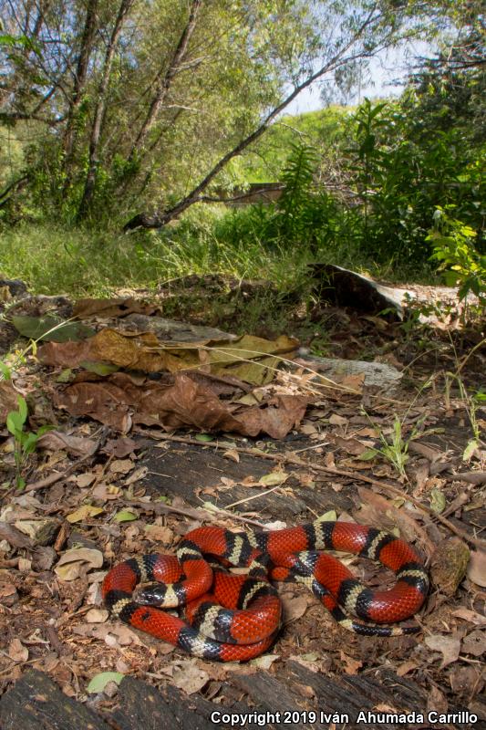 Nelson's Milksnake (Lampropeltis triangulum nelsoni)