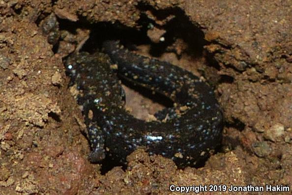 Speckled Black Salamander (Aneides flavipunctatus flavipunctatus)