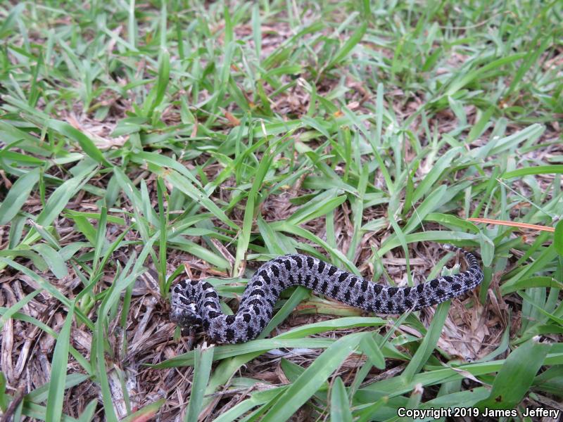 Dusky Pigmy Rattlesnake (Sistrurus miliarius barbouri)