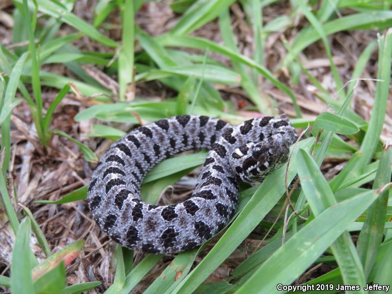 Dusky Pigmy Rattlesnake (Sistrurus miliarius barbouri)