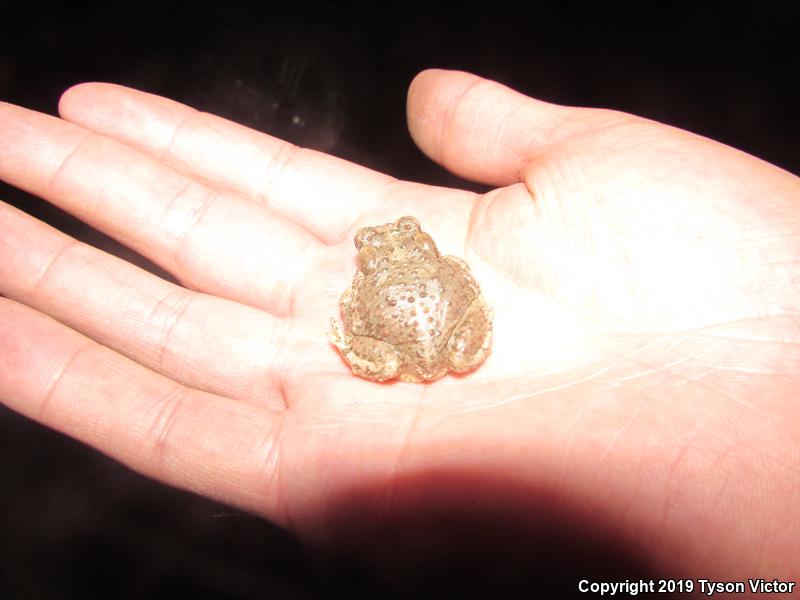 Arizona Toad (Anaxyrus microscaphus)