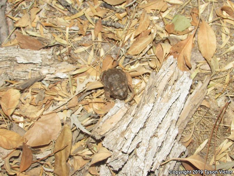 Arizona Toad (Anaxyrus microscaphus)