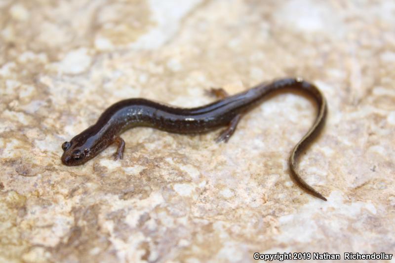 Oklahoma Salamander (Eurycea tynerensis)