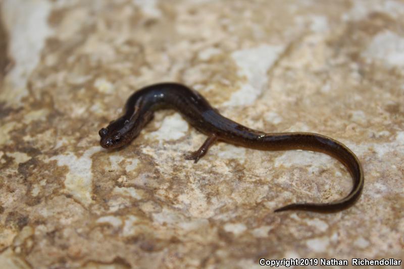 Oklahoma Salamander (Eurycea tynerensis)