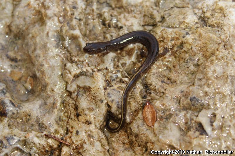 Oklahoma Salamander (Eurycea tynerensis)