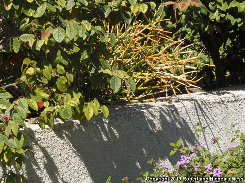 Italian Wall Lizard (Podarcis sicula)