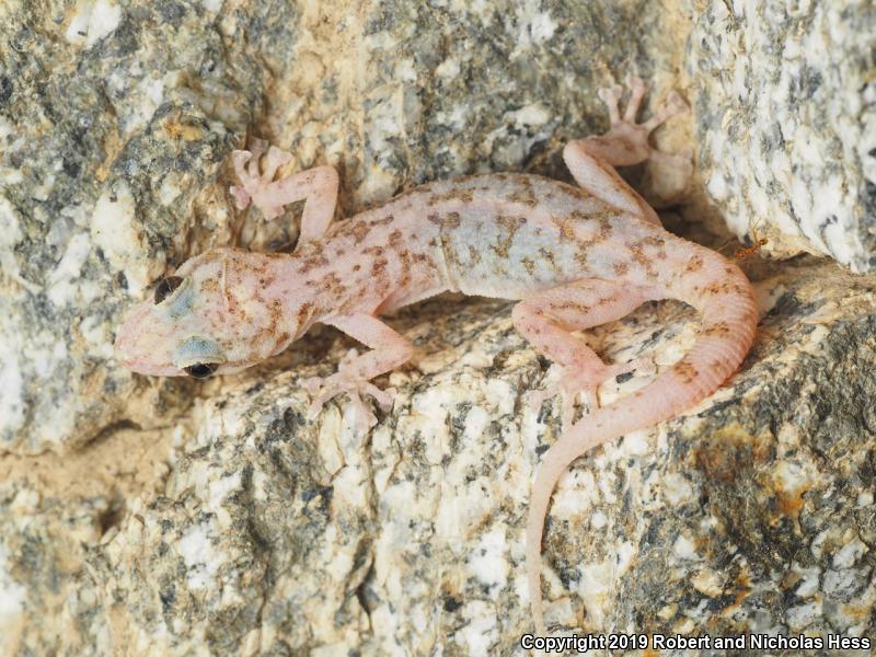 Peninsula Leaf-toed Gecko (Phyllodactylus nocticolus nocticolus)