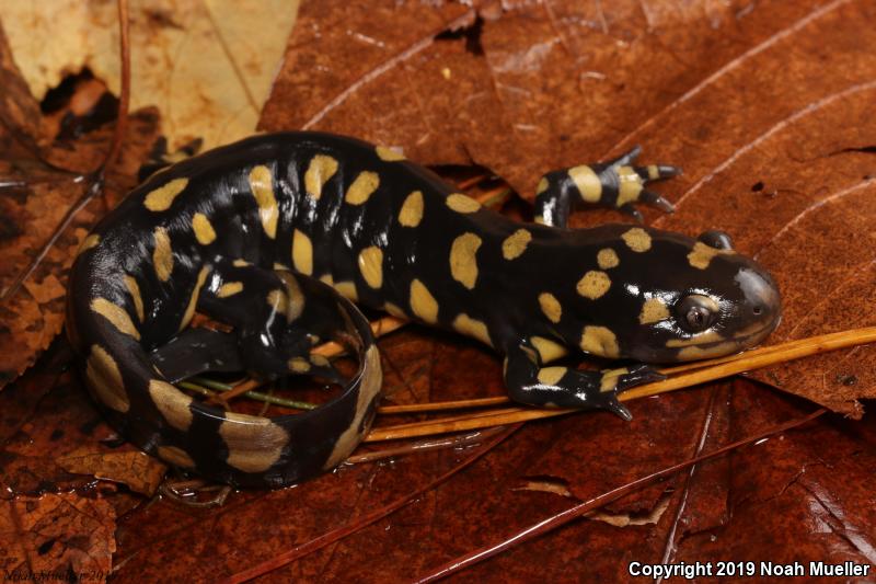 Eastern Tiger Salamander (Ambystoma tigrinum)