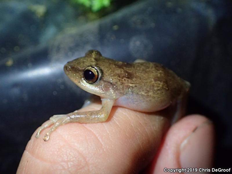 Coqui (Eleutherodactylus coqui)