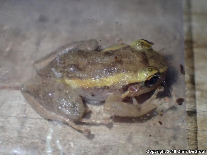 Coqui (Eleutherodactylus coqui)