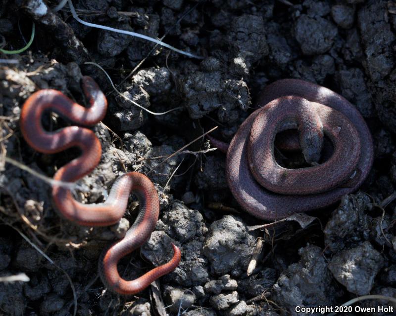 Sharp-tailed Snake (Contia tenuis)