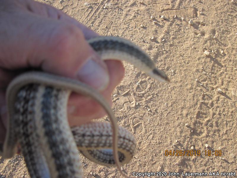 Desert Patch-nosed Snake (Salvadora hexalepis hexalepis)