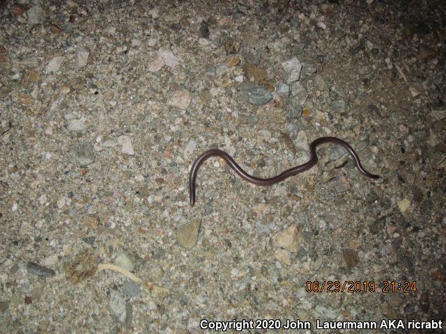 SouthWestern Threadsnake (Leptotyphlops humilis humilis)