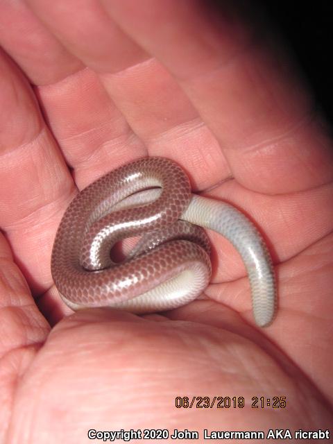 SouthWestern Threadsnake (Leptotyphlops humilis humilis)