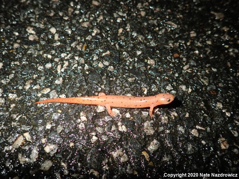 Eastern Mud Salamander (Pseudotriton montanus montanus)