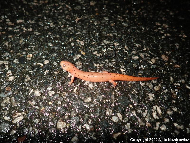 Eastern Mud Salamander (Pseudotriton montanus montanus)