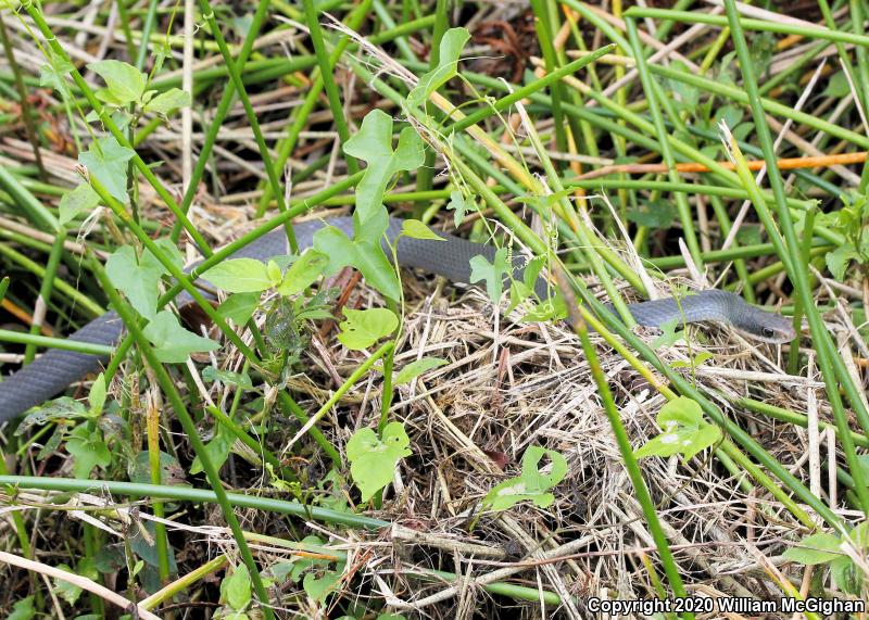 Everglades Racer (Coluber constrictor paludicola)