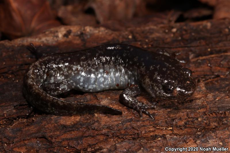 Mole Salamander (Ambystoma talpoideum)