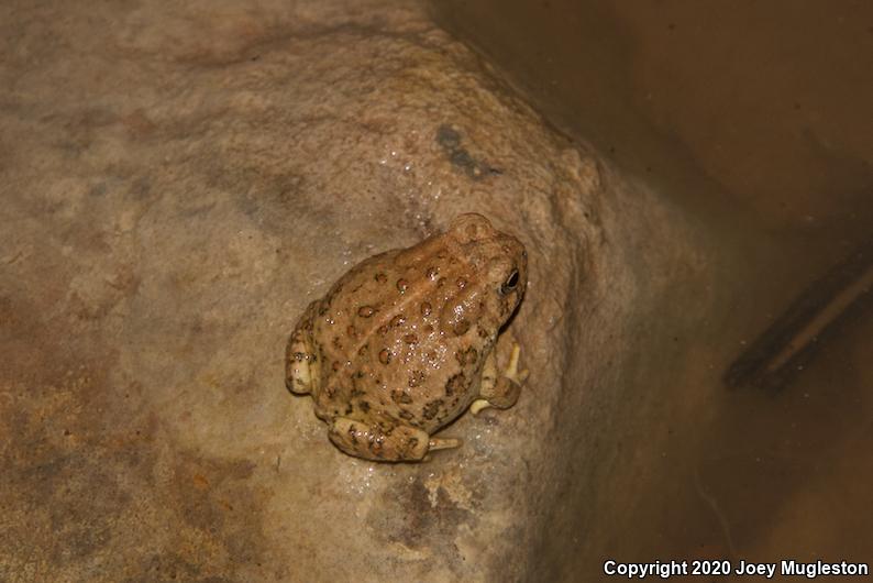 Arizona Toad (Anaxyrus microscaphus)