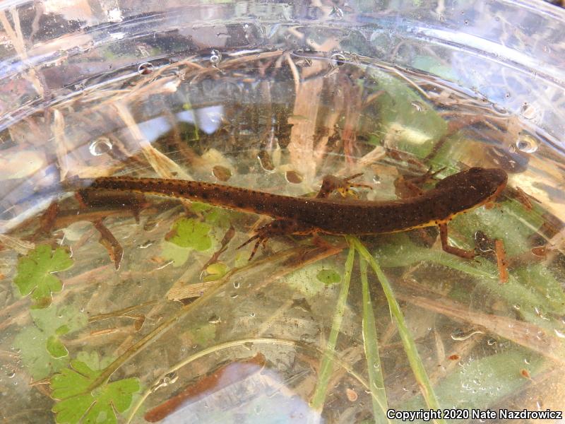 Central Newt (Notophthalmus viridescens louisianensis)