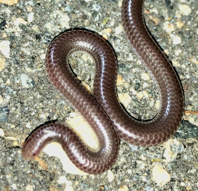 SouthWestern Threadsnake (Leptotyphlops humilis humilis)