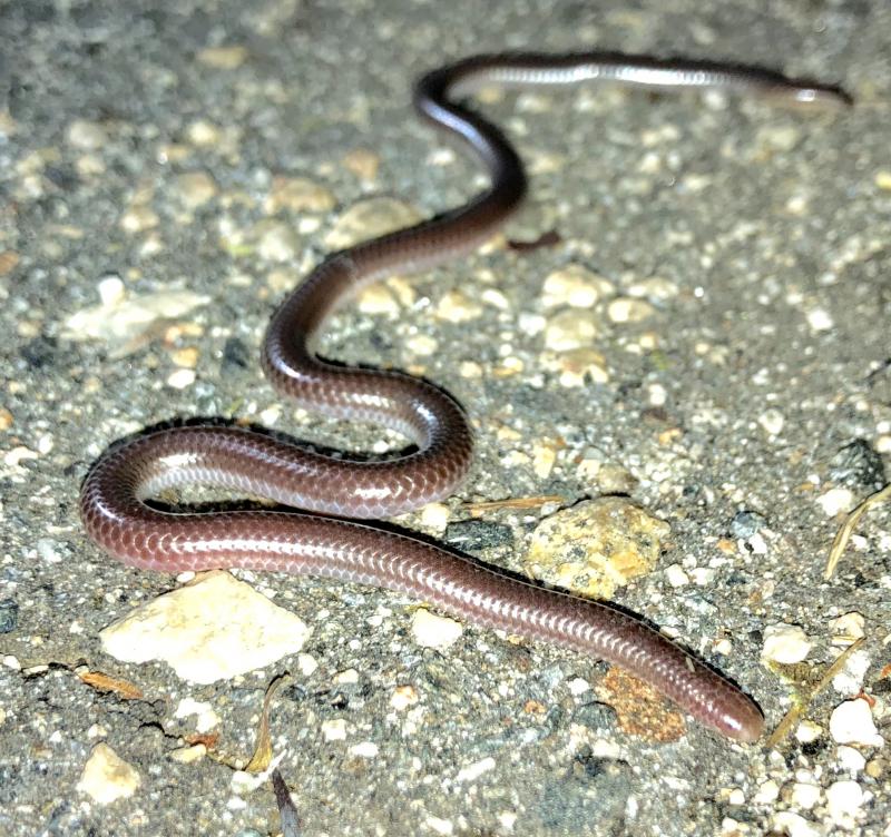 SouthWestern Threadsnake (Leptotyphlops humilis humilis)