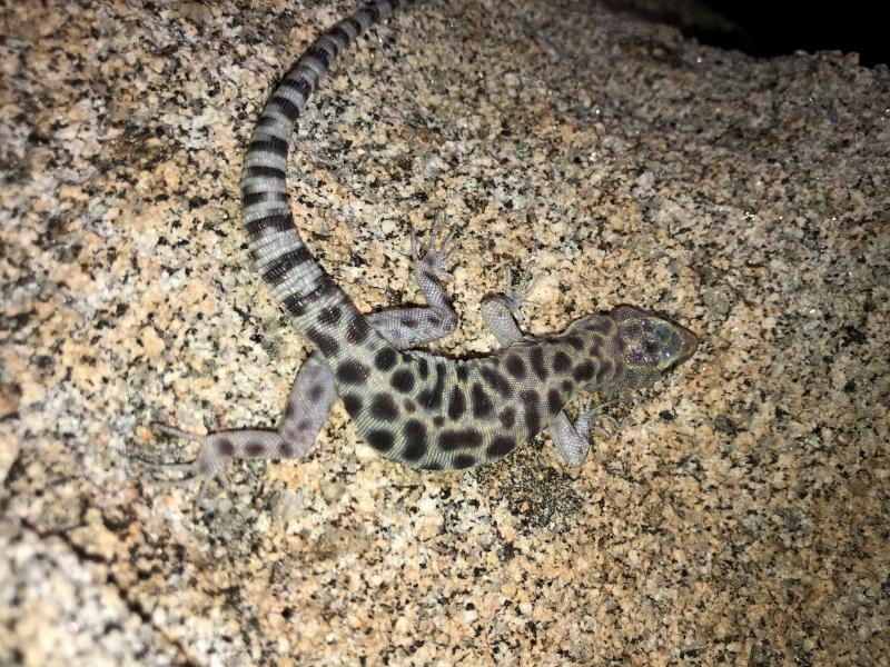 Granite Night Lizard (Xantusia henshawi)