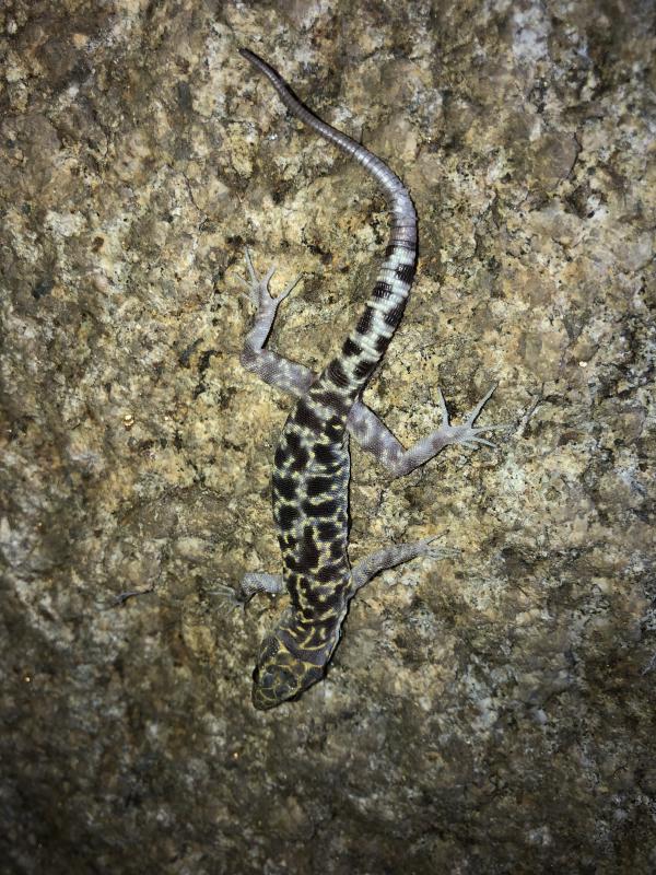 Granite Night Lizard (Xantusia henshawi)