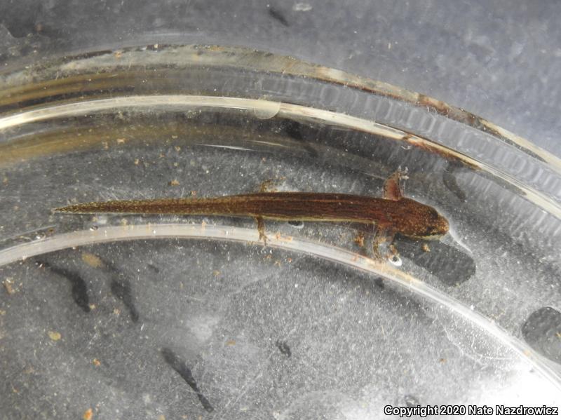 Dwarf Salamander (Eurycea quadridigitata)