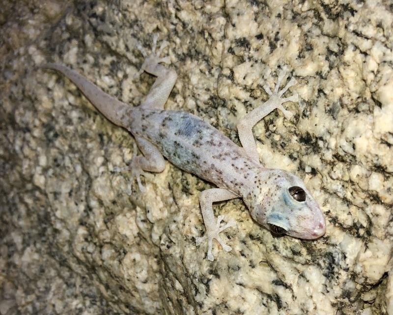 Peninsula Leaf-toed Gecko (Phyllodactylus nocticolus nocticolus)