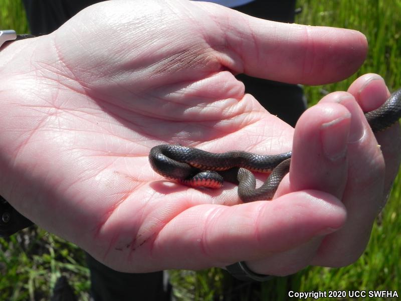 San Diego Ring-necked Snake (Diadophis punctatus similis)