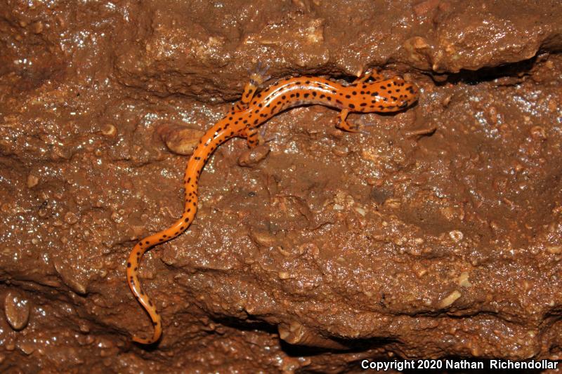 Cave Salamander (Eurycea lucifuga)