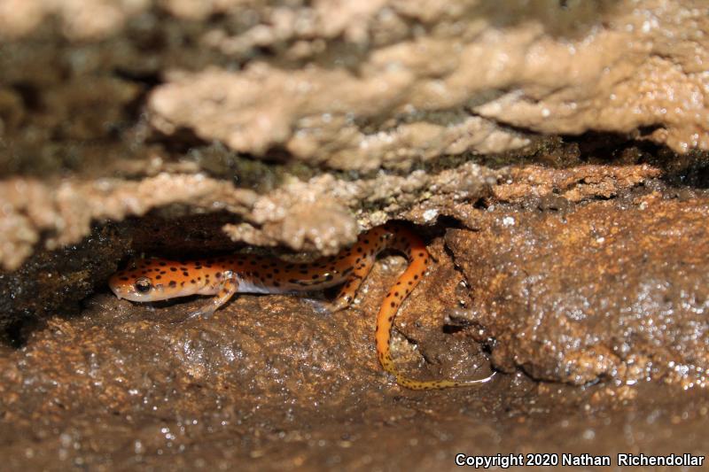 Cave Salamander (Eurycea lucifuga)