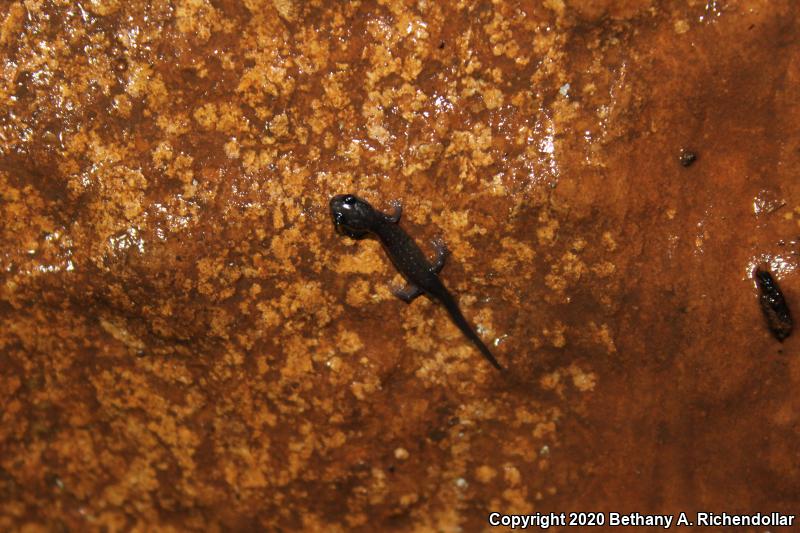 Western Slimy Salamander (Plethodon albagula)