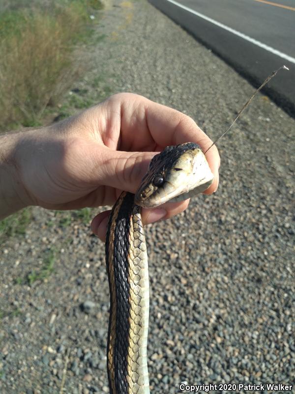 Mountain Gartersnake (Thamnophis elegans elegans)