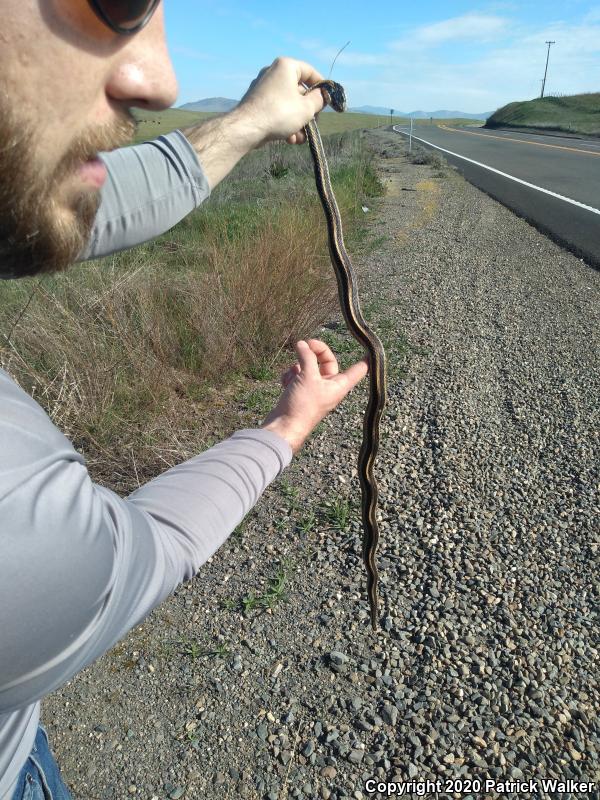 Mountain Gartersnake (Thamnophis elegans elegans)