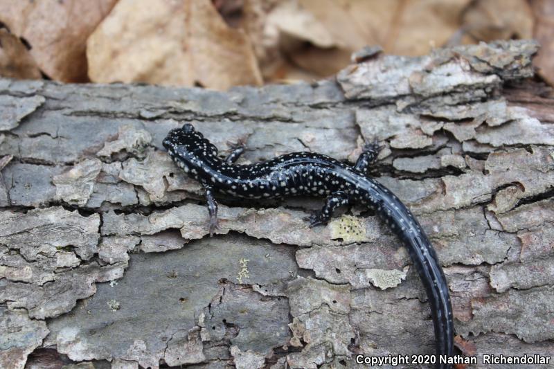 Western Slimy Salamander (Plethodon albagula)