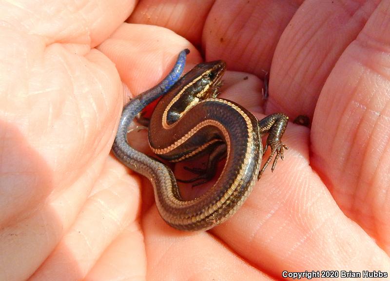 Coronado Island Skink (Plestiodon skiltonianus interparietalis)