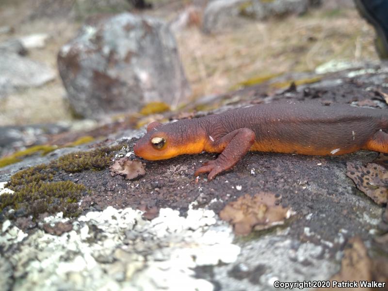 Sierra Newt (Taricha torosa sierrae)