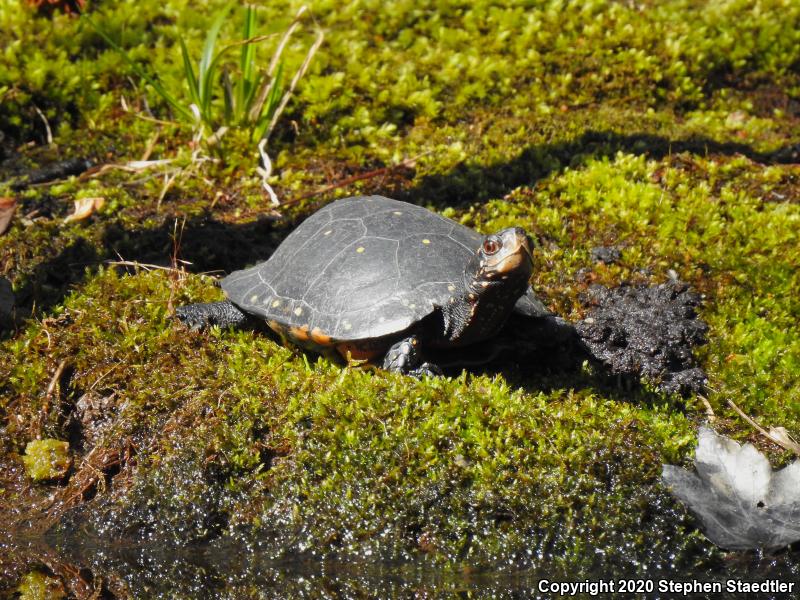 Spotted Turtle (Clemmys guttata)