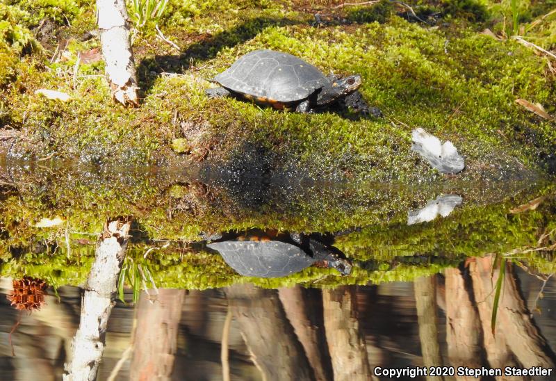 Spotted Turtle (Clemmys guttata)