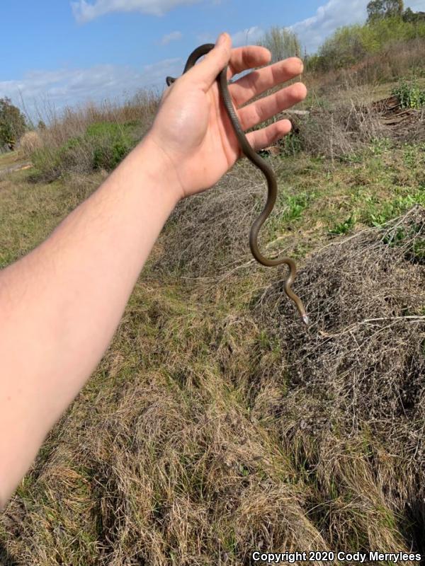 San Diego Ring-necked Snake (Diadophis punctatus similis)