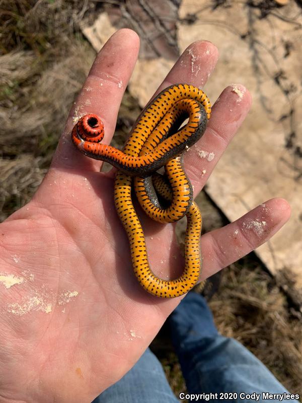 San Diego Ring-necked Snake (Diadophis punctatus similis)